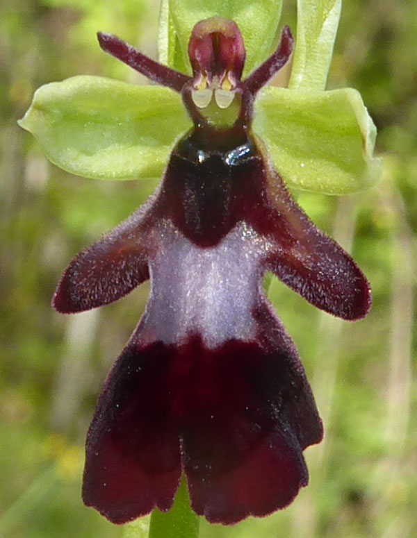 O.simia - O.purpurea - O.insectifera